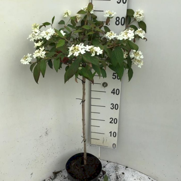 Japansk Etage-Snebolle 'Watanabe'