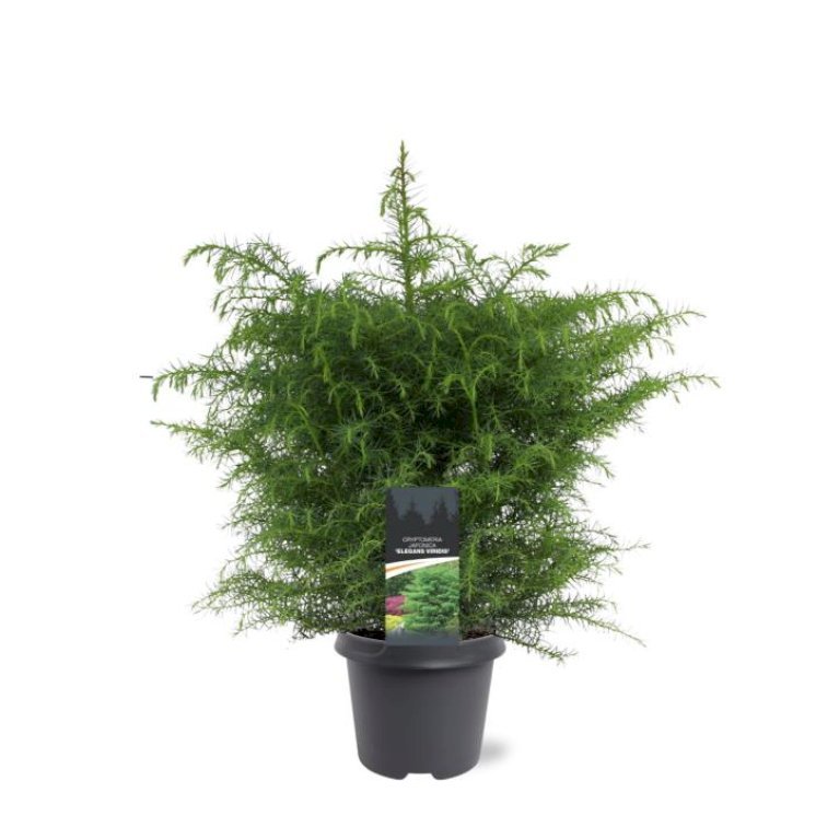 Japansk Pragt-Kryptomeria 'Elegans Viridis'