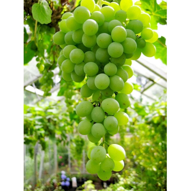 Vin 'Himrod'