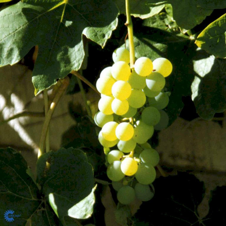 Vin 'Himrod'