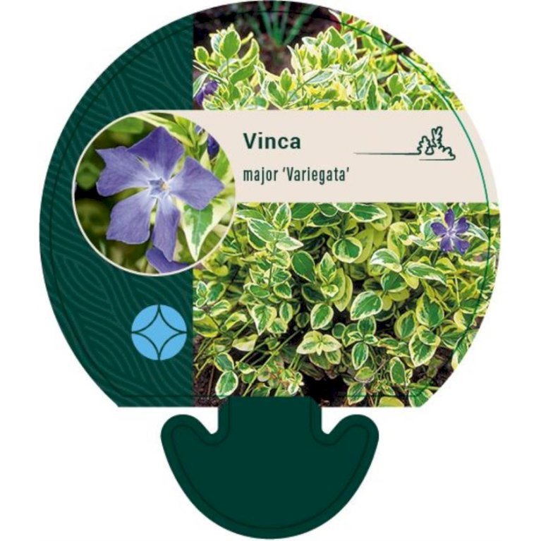 Storbladet Vintergrøn 'Variegata'