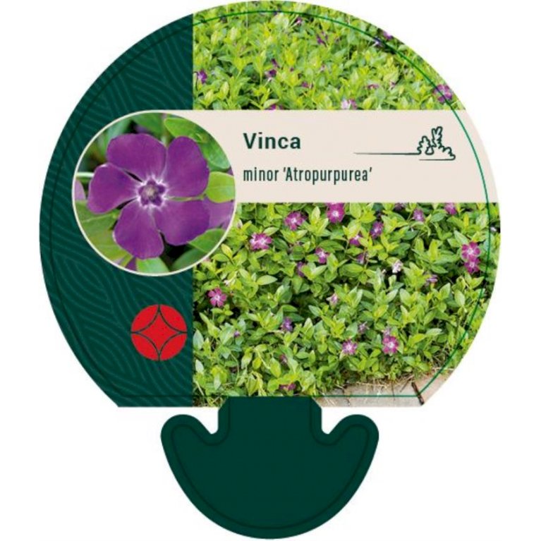 Vintergrøn 'Atropurpurea'