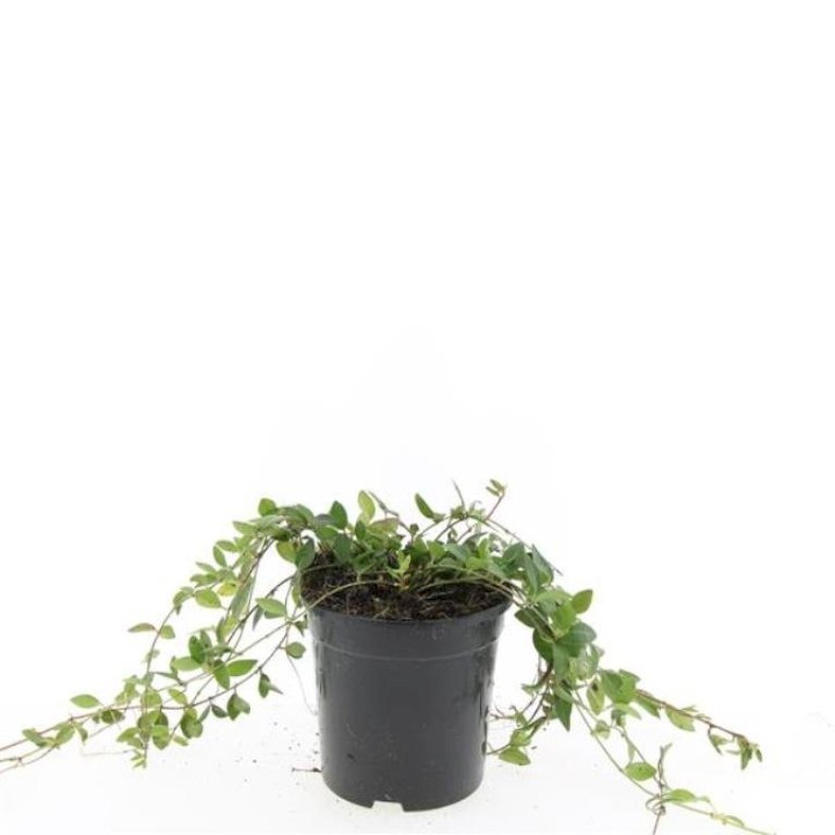 Vintergrøn 'Atropurpurea'