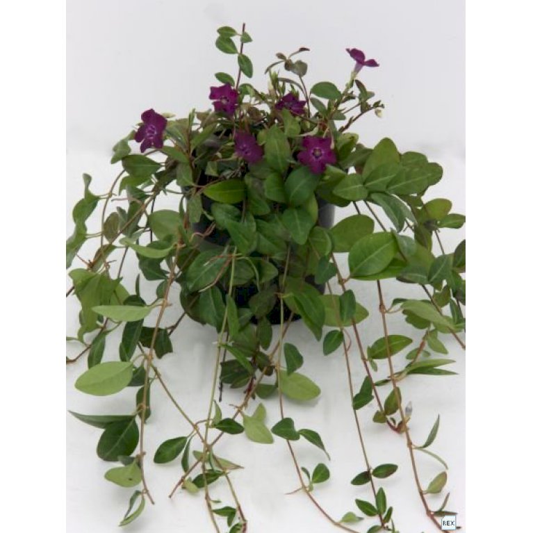Vintergrøn 'Atropurpurea'