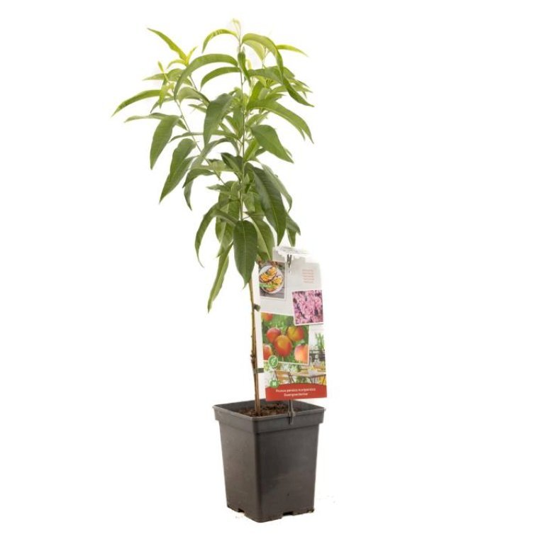 DVÆRGNEKTARIN 'NECTARINA'