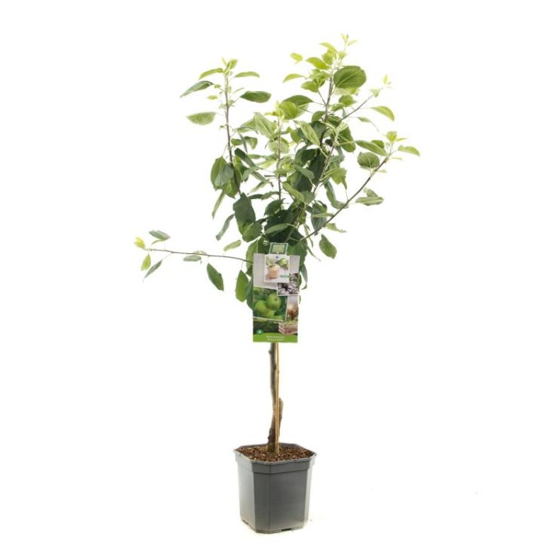 ÆBLE 'GRANNY SMITH'