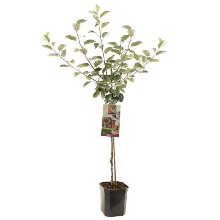 ÆBLE 'RØD BELLE DE BOSKOOP'