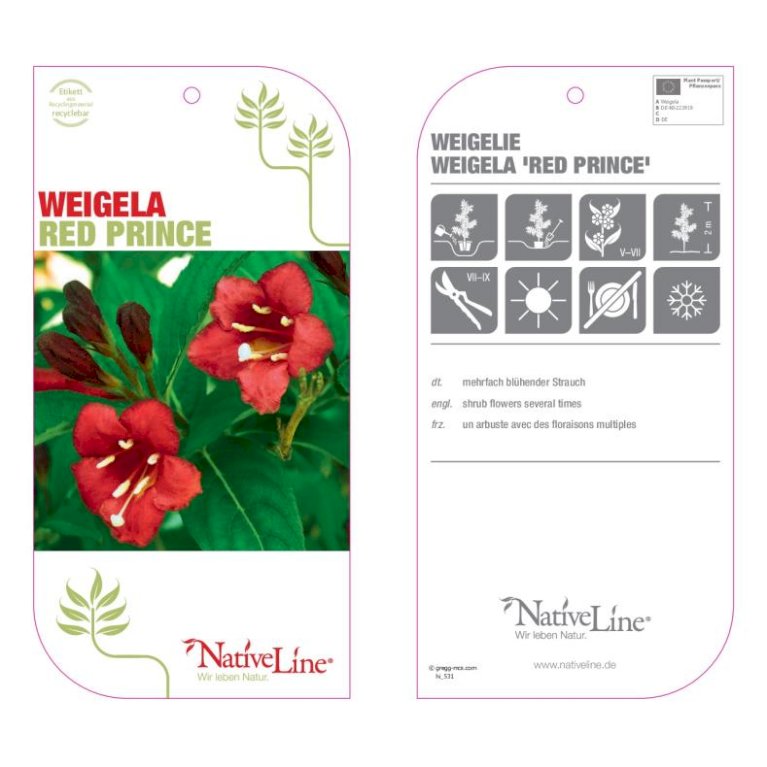 Klokkebusk 'Red Prince'