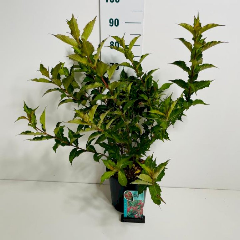 Klokkebusk 'Red Prince'