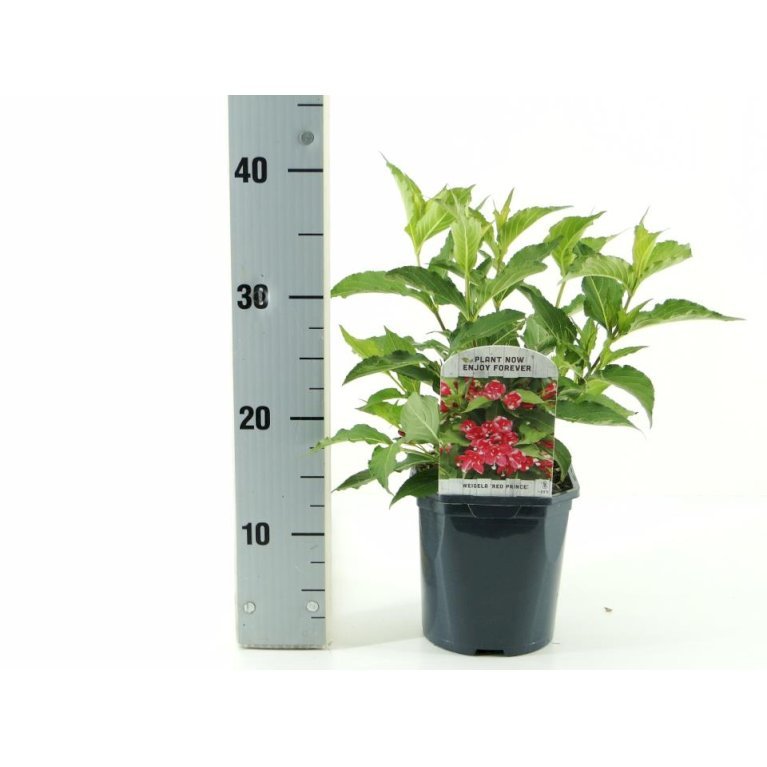 Klokkebusk 'Red Prince'