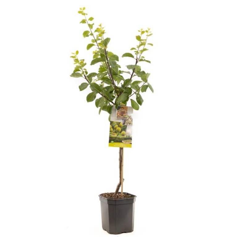 BLOMME 'OUILLINS REINE CLAUDE'