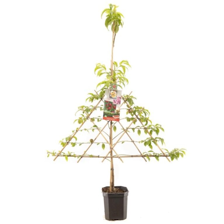 Nektarin - Prunus persica var. nucipersica (Havefrugttræ Potte 7,5 liter 150-175 cm)