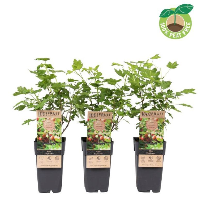 Stikkelsbær 'Captivator'