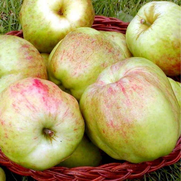 Æble  'Gul Gråsten'