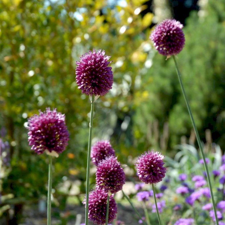 Middelhavs-Prydløg - Allium sphaerocephalon (Blomsterløg, Antal pr. pakke 100 stk.)