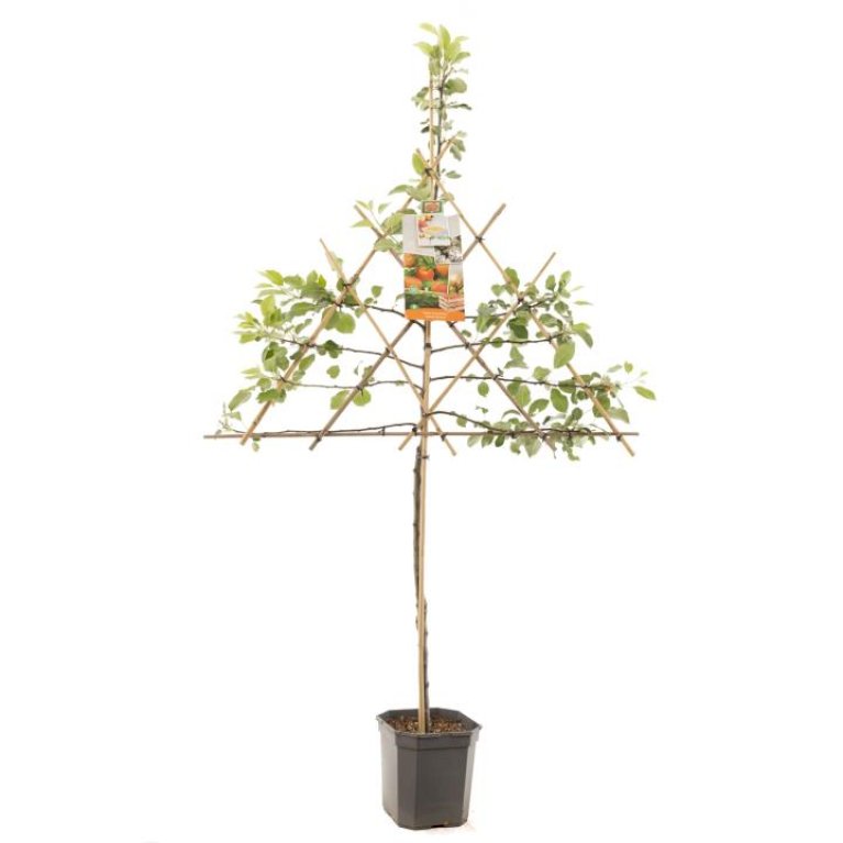 Æble 'James Grieve'