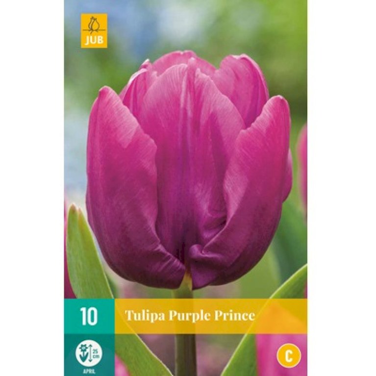 Tulipan 'Purple Prince'