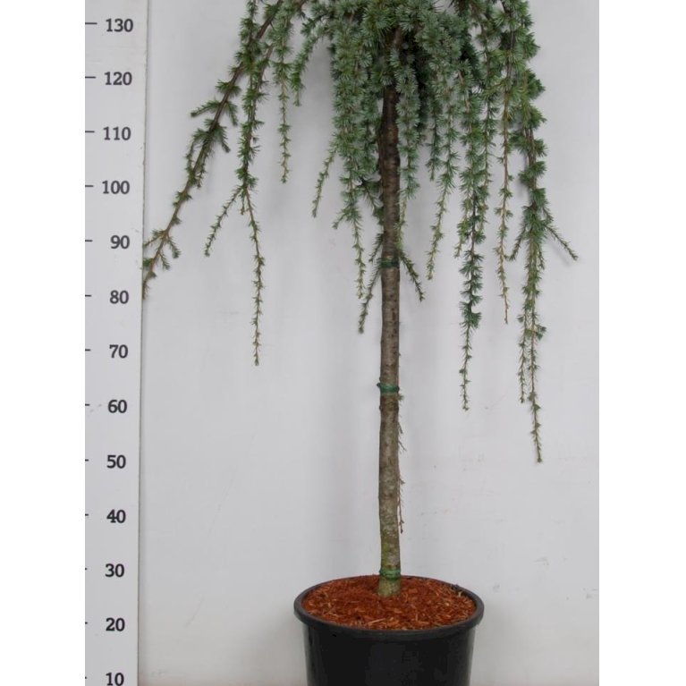 Hængende Libanon Ceder 'Atlantica Pendula'