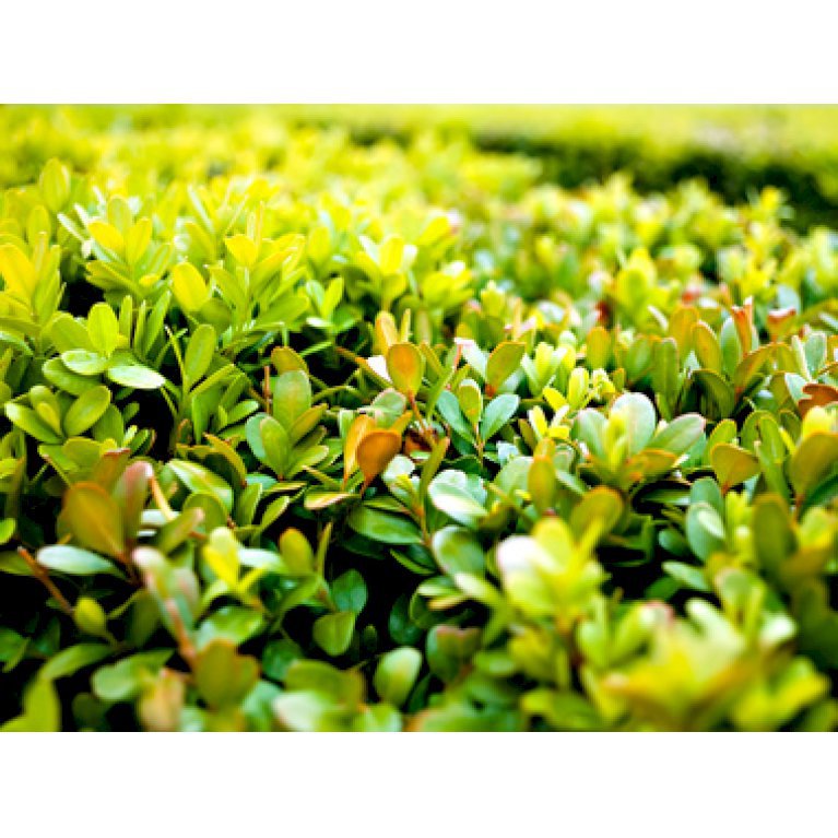 Buksbom Til Hæk Buxus Sempervirens Arborescens Hæk Plantetorvetdk 