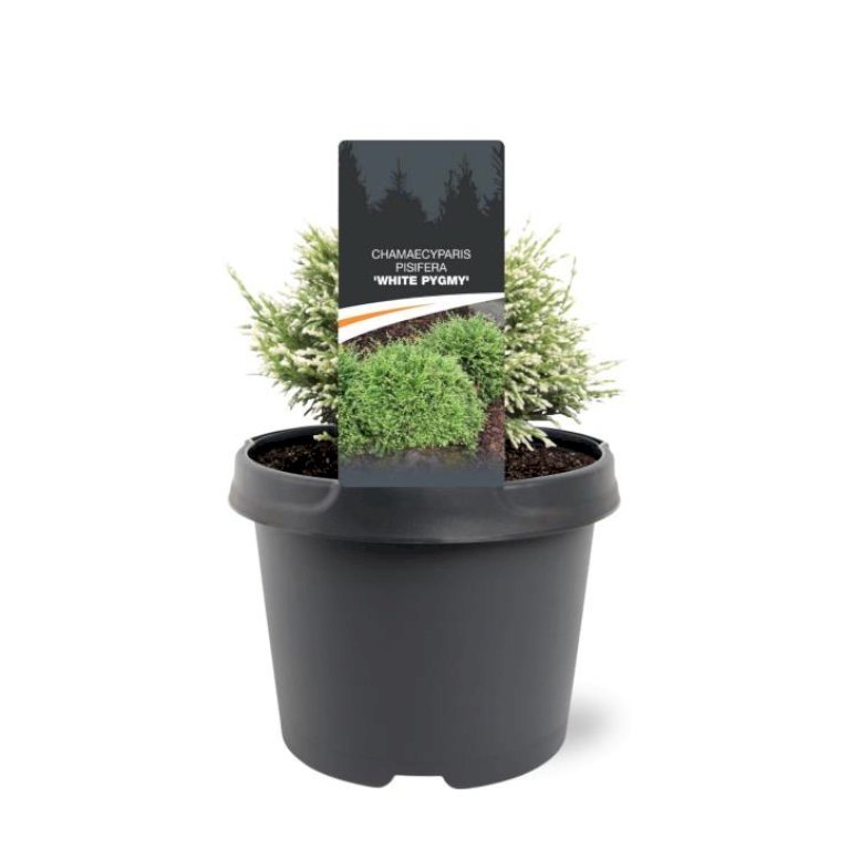 Ærtecypres 'White Pygmy'