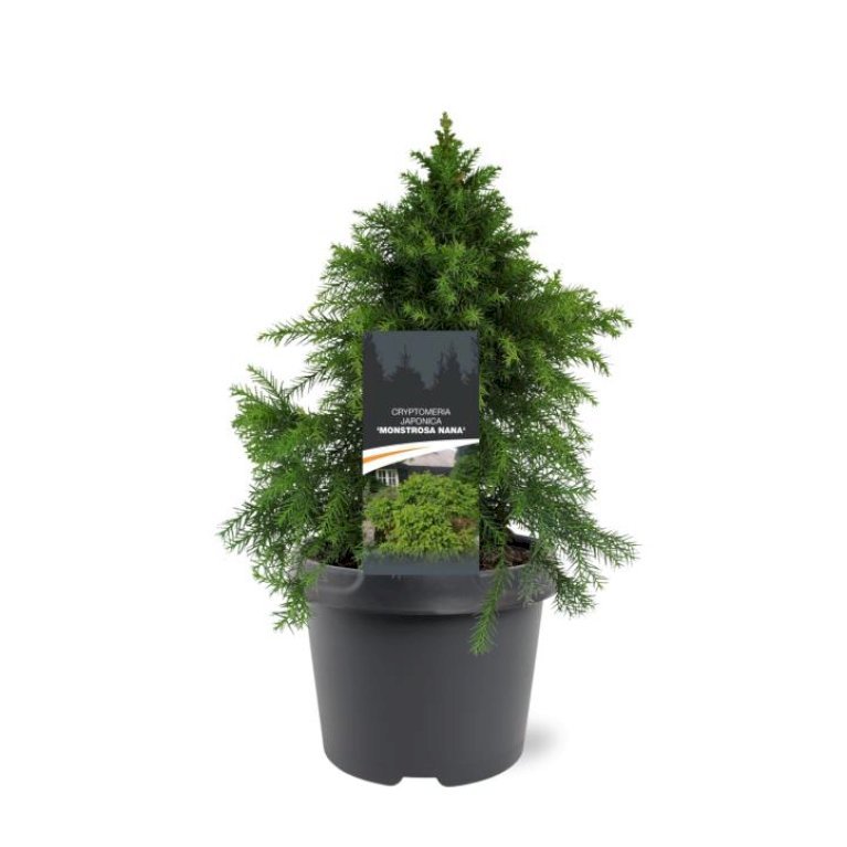 Japansk Kryptomeria 'Monstrosa Nana'