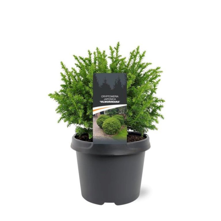 Japansk Kryptomeria 'Vilmoriniana'
