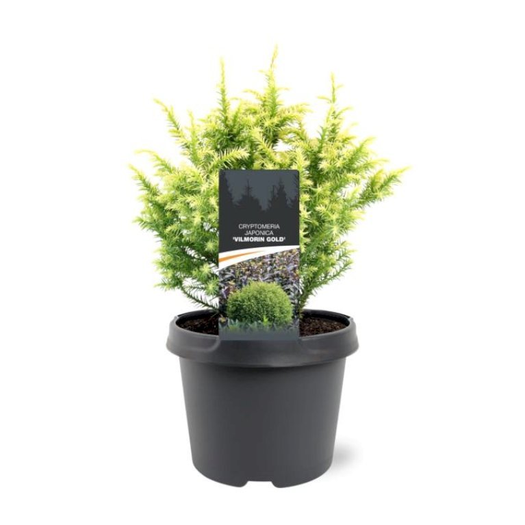 Japansk Kryptomeria 'Vilmoriniana Gold'
