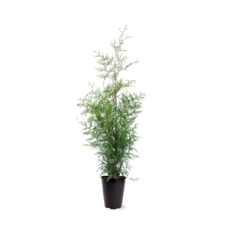 Hækthuja 'Brabant'