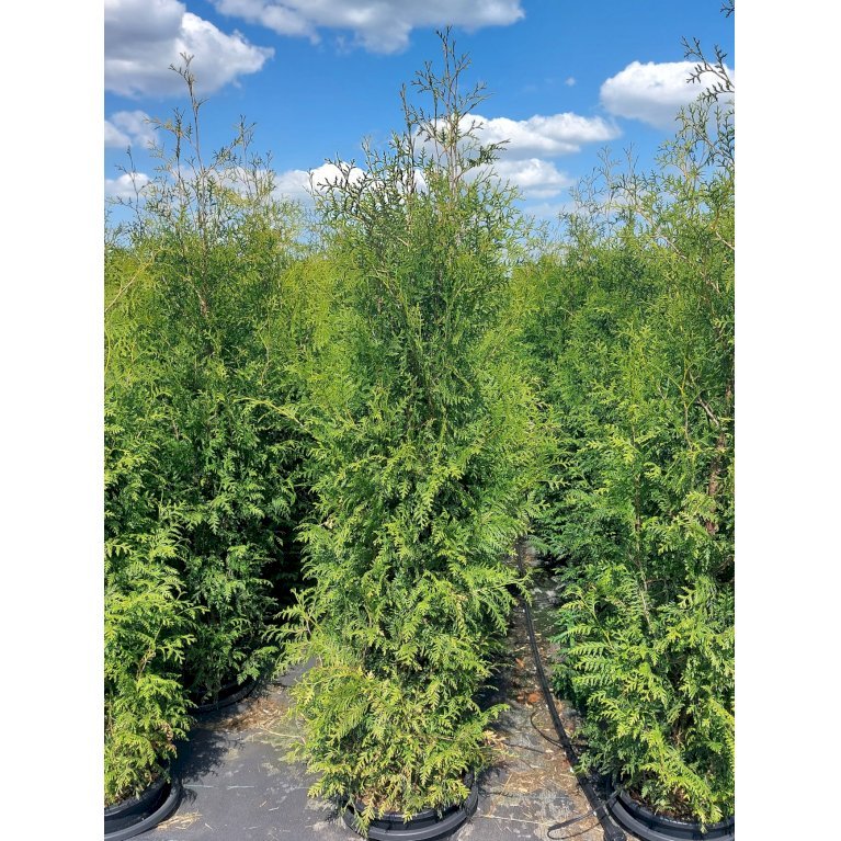 Billig Thuja