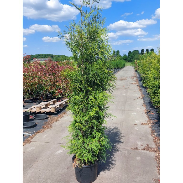 Hækthuja 'Brabant'