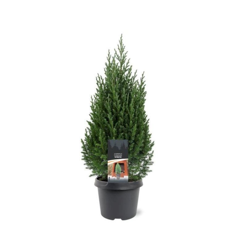 Kinesisk Enebær 'Stricta'