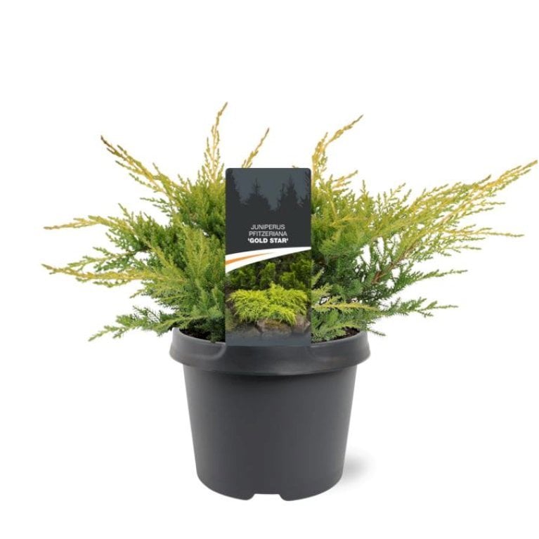 Lavtvoksende Kinesisk Enebær 'Gold Star'