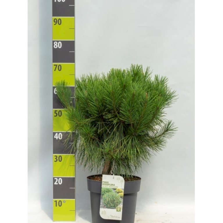 Tætnålet fyr 'Alice Verkade'