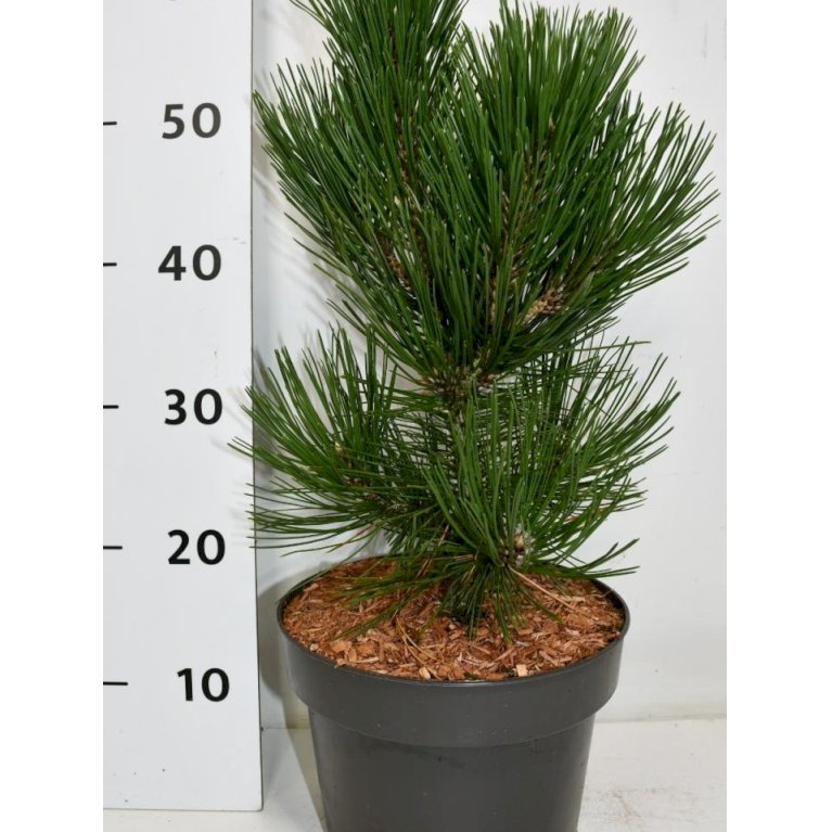 Slangeham Fyr 'Malinki'