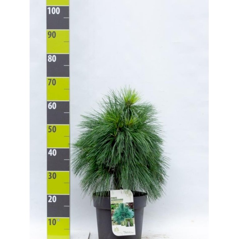 Schwerin's Fyr 'Wiethorst'