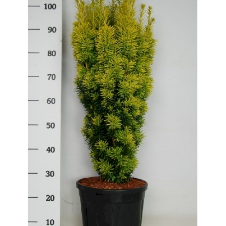 Almindelig Taks 'David' - Taxus baccata 'David' (med klump,- 60-80 cm.)