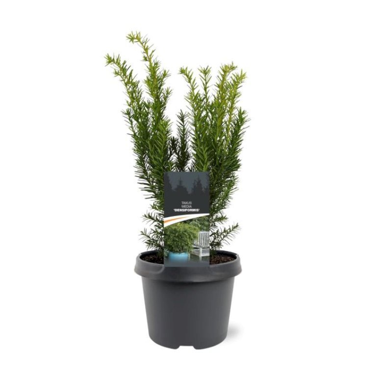Taks 'Densiformis'