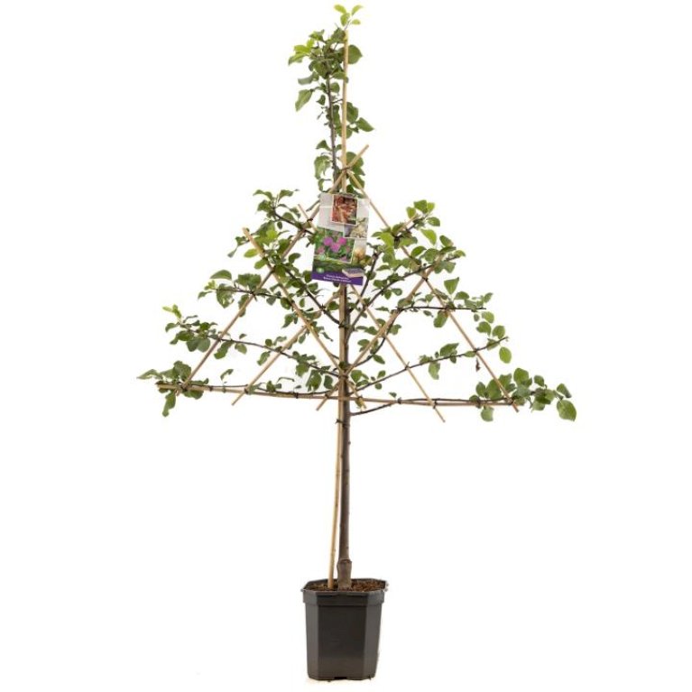 Blomme 'Althans Reine Claude'