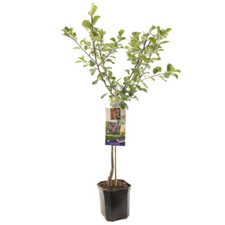 Blomme 'Althans Reine Claude'