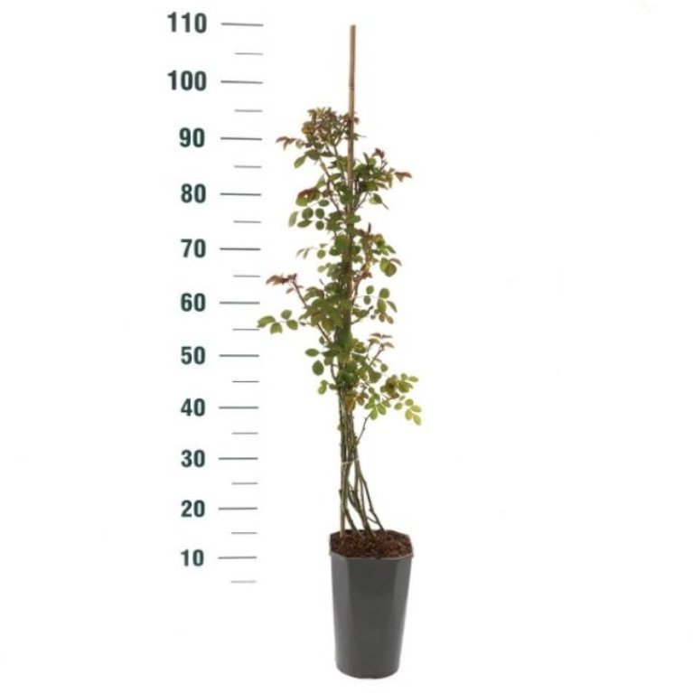 'Climbing Bonica'