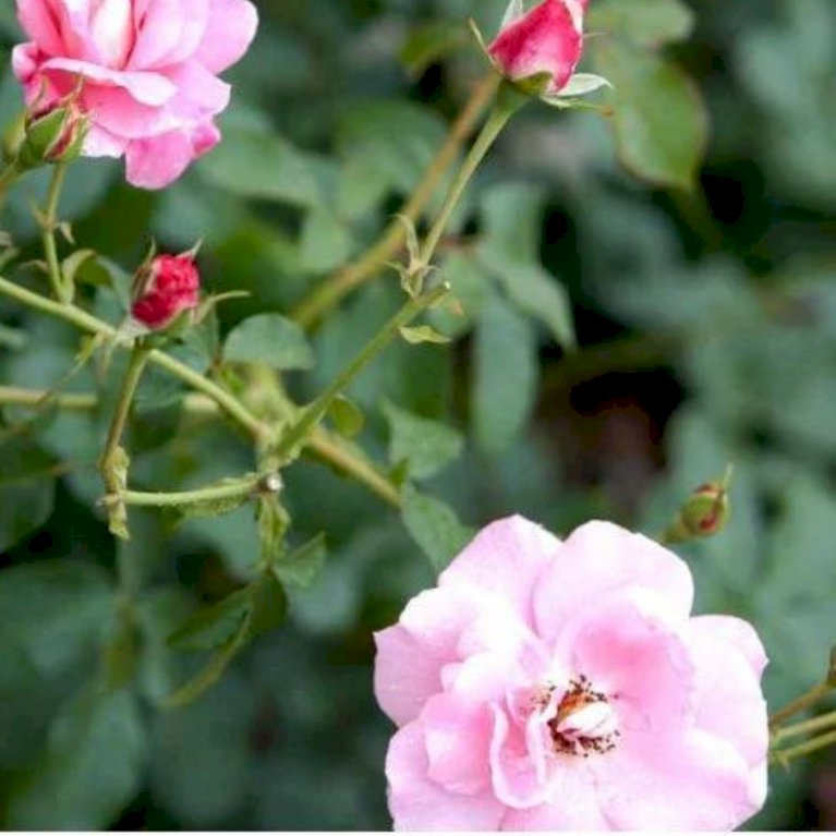 'Mazurka'