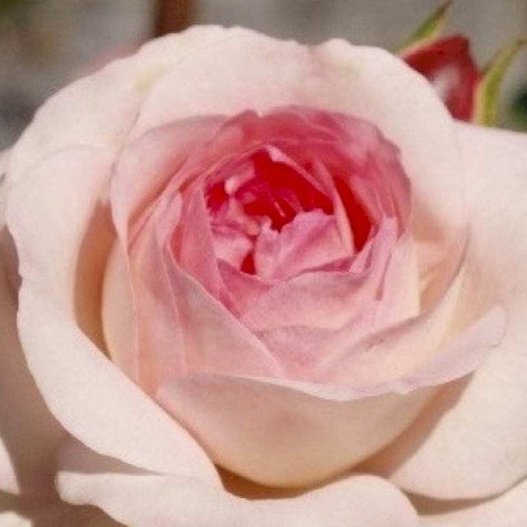 'Mini Eden Rose'