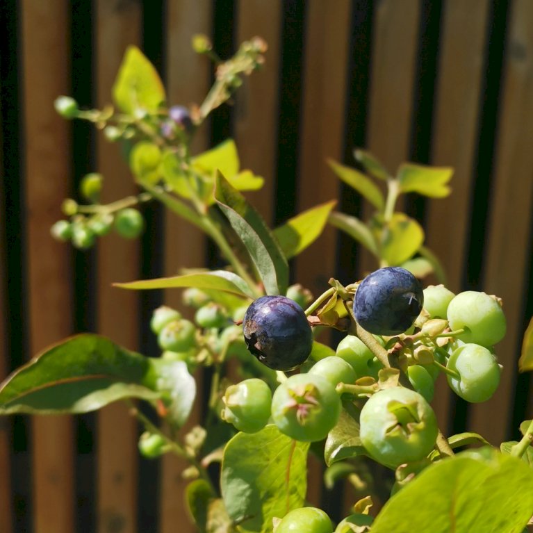 Storfrugtet Blåbær 'Blue Crop'