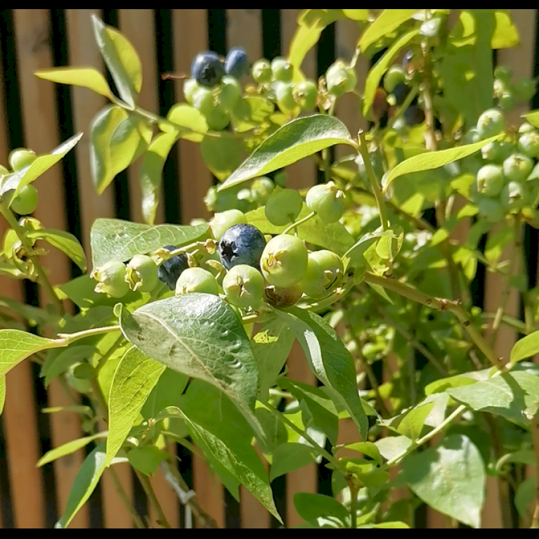 Storfrugtet Blåbær 'Blue Crop'