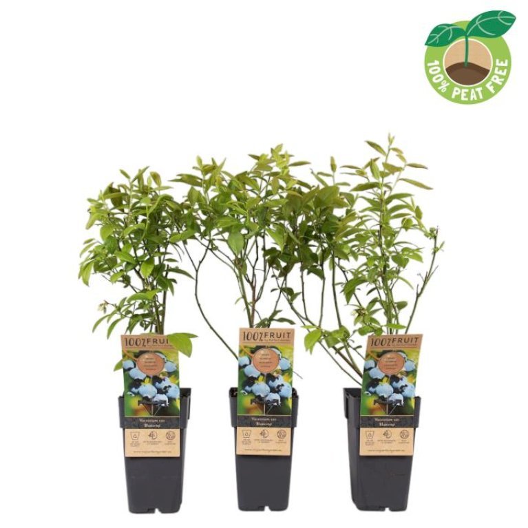 Storfrugtet Blåbær 'Blue Crop'