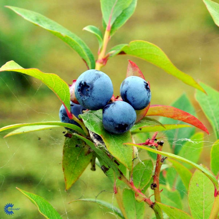 Storfrugtet Blåbær 'Blue Crop'
