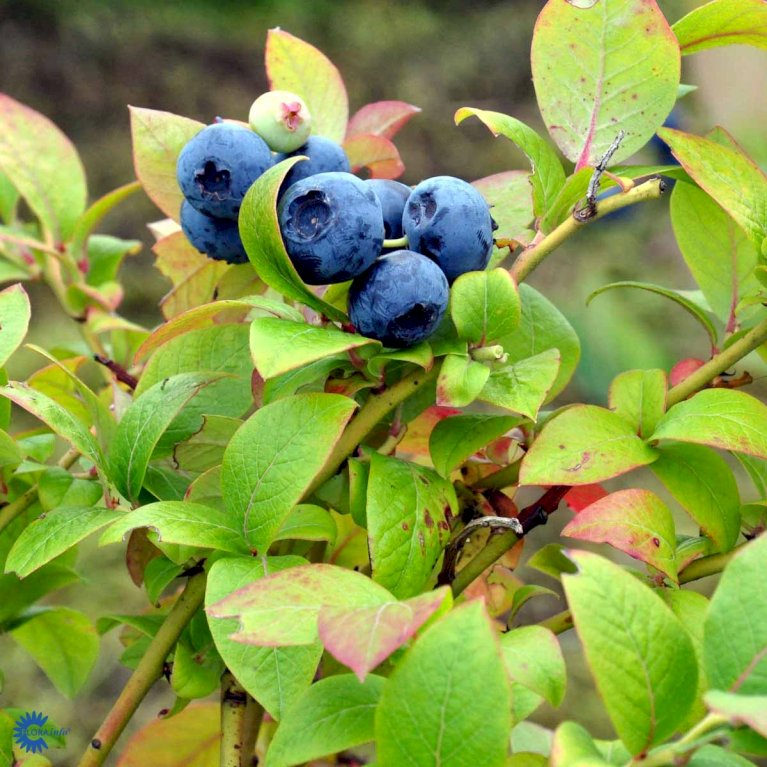 Storfrugtet Blåbær 'Blue Crop'