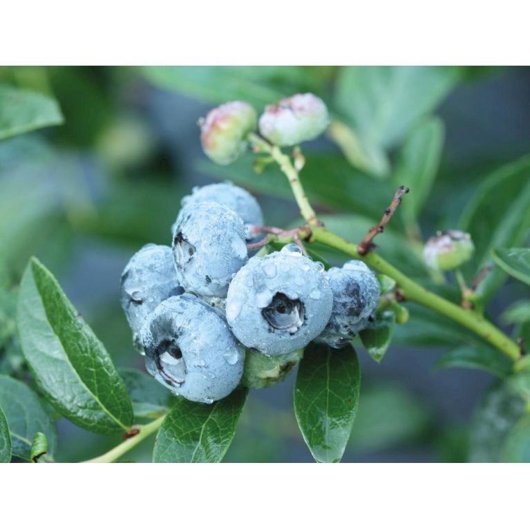 Storfrugtet Blåbær 'Blue Crop'