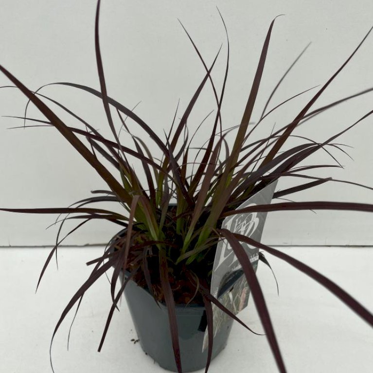 Lampepudsergræs 'Summer Samba'