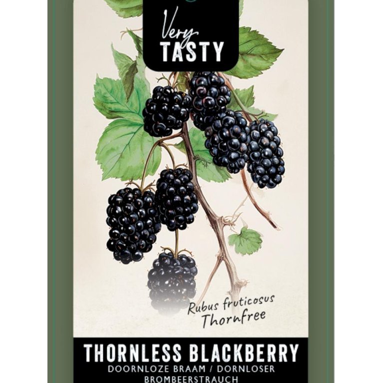 Tornfri Brombær 'Thornfree'